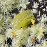 Mimetita, piromorfita y mottramita.Cerro Colorado, Rodalquilar, Níjar, Comarca Metropolitana de Almería, Almería, Andalucía, EspañaCampo de visión de 1,5 mm (Autor: Antonio Carmona)