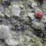 Annabergita cobaltíferaPedrera Tamariu, Martorell, Comarca Baix Llobregat, Barcelona, Cataluña / Catalunya, España5 x 4 x 3 cm (Autor: karbu8)