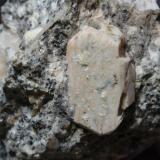 Ortoclasa<br />Zarzalejo, Comarca Sierra Oeste, Comunidad de Madrid, España<br />60x90 mm<br /> (Autor: Ignacio)