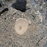 Caliza compactada por el calor de una colada volcánica, a la derecha se puede observar el contacto entre la caliza y el basalto
Costa de Arucas, Gran Canaria
Ancho de imagen 22 cm (Autor: María Jesús M.)