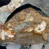 Conglomerado cementado por arenisca, con cantos rodados de rocas volcánicas variadas y lapas fósiles. La arena del cemento es una mezcla de arena volcánica y caliza.
San Felipe, Gran Canaria. España
Ancho de imagen 30 cm (Autor: María Jesús M.)