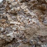 Arenisca caliza con fósiles.
Detalle de la anteior
Famara, Lanzarote (Autor: María Jesús M.)