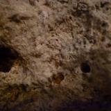Calizas arrecifales.
El Estanyol de Mitjorn, Llucmajor, Mallorca, Islas Baleares, España.
37 x 26 x 19 cm.
Detalle de la muestra anterior. (Autor: Rafael varela olveira)
