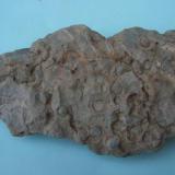 Cuarcita
Sierra de la Mosca - Cáceres - Extremadura - España
11 x 7 cm.
Cuarcita con icnofósiles skolithos. (Autor: Antonio GG)
