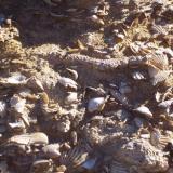 Lumaquela (rocas sedimentarias) con bivalvos
Carretera dirección a los Karst de yeso de Sorbas, Sorbas, Almería, Andalucía, España
Están a lado derecho de la carretera, y están totalmente convertidas en piedra las almejas. (Autor: Jose F. Castro Medina)