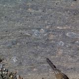 Micaesquisto grafitoso con quiastolita (metacorneana quiastolítica)Laujar de Andarax, Comarca Alpujarra Almeriense, Almería, Andalucía, España (Autor: prcantos)