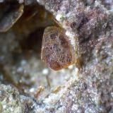 Lamproita: micros de las vacuolasDe la Aljorra Quarries, Cerro de la Cabezuela (de la Aljorra Volcano), La Aljorra, Cartagena, Comarca Campo de Cartagena, Region of Murcia (Murcia), SpainPlaca de 2 x 2 mm. (Autor: prcantos)