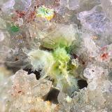 Agardita-(Y)San Guillermo Mine, El Guijo, Comarca Los Pedroches, Córdoba, Andalusia, SpainCampo de visión de 4 mm (Autor: Antonio Carmona)