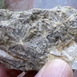 Vesuvianita<br />Mines de Can Montsant, Can Montsant (Massís del Montnegre), Hortsavinyà, Tordera, Comarca Maresme, Barcelona, Cataluña / Catalunya, España<br />7 x 4 cm<br /> (Autor: Cristalino)