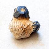Goethita pseudomórfica de Pirita<br />Sant Julià de Ramis, Comarca Gironès, Gerona / Girona, Cataluña / Catalunya, España<br />Medidas pieza: 1,8x1,5x1 cm<br /> (Autor: Sergio Pequeño)