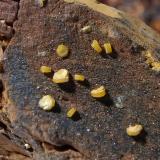 Mimetita<br />Corta Filón Sur, Minas de Tharsis, Tharsis, Alosno, Comarca El Andévalo, Huelva, Andalucía, España<br />Encuadre 2 x 1,5 cm aprox.<br /> (Autor: heat00)