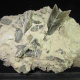 YesoGypsum outcrop, Baza, Comarca Baza, Granada, Andalusia, Spain11 x 10 cm. (Autor: prcantos)