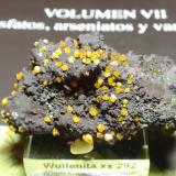 Wulfenita<br />Mina Whim Creek Copper, Arroyo Whim, Condado Roebourne, Australia Occidental, Australia<br />55x30 mm<br /> (Autor: Ignacio)