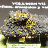 WulfenitaMina Whim Creek Copper, Arroyo Whim, Condado Roebourne, Australia Occidental, Australia55x30 mm (Autor: Ignacio)
