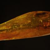 ámbarMar Báltico, Ciudad de Gdansk, Polonia7 X 2 X 1.8- 3 CM (Autor: Ricardo Fimia)