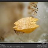 Wulfenite<br />Valaury Mine, Plan-de-la-Tour, Draguignan, Var, Provence-Alpes-Côte d'Azur, France<br />fov 1.8 mm<br /> (Author: ploum)