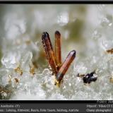 Aeschynite-(Y)<br />Lohning Quarry (Lohninger Quarry), Hüttwinkl Valley, Rauris Valley, Zell am See District, Hohe Tauern, Salzburg, Austria<br />fov 0.8 mm<br /> (Author: ploum)