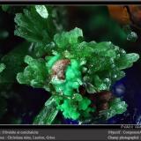 Olivenite and conichalcite<br /><br />fov 3 mm<br /> (Author: ploum)