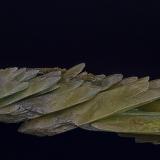 Diopside<br />Jeffrey Mine, Asbestos, Les Sources RCM, Estrie, Québec, Canada<br />6.6 x 1.1 cm<br /> (Author: am mizunaka)