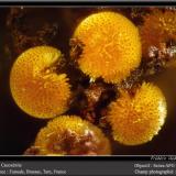 Cacoxenite<br />Fumade, Castelnau-de-Brassac, Tarn, Occitanie, France<br />fov 1.0 mm<br /> (Author: ploum)