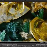 Wulfenite, Mimetite and Malachite<br />Dulcinea de Llampos Mine, Cachiyuyo de Llampos, Copiapó Province, Atacama Region, Chile<br />fov 2.2 mm<br /> (Author: ploum)