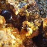 Cacoxenita<br />Minas de El Horcajo, El Horcajo, Almodóvar del Campo, Comarca Campo de Calatrava, Ciudad Real, Castilla-La Mancha, España<br />Encuadre 4 x 3,2 mm<br /> (Autor: Rafael Galiana)