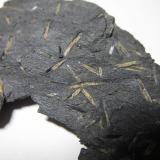 Pizarra con quiastolitaPhyllite outcrops, Münchberg Metamorphic complex, Gefrees, Bayreuth, Oberfranken, Bavaria/Bayern, Germany4''5 cm. ancho de campo (Autor: prcantos)