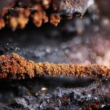 Lepidocrocita<br />Coto Minero El Conjuro, Busquístar, Comarca Alpujarra Granadina, Granada, Andalucía, España<br />Encuadre 8 x 6 mm<br /> (Autor: Rafael Galiana)