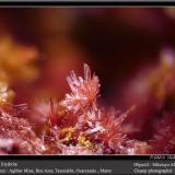 Erythrite<br />Aghbar Mine (Arhbar Mine), Bou Azzer mining district, Zagora Province, Drâa-Tafilalet Region, Morocco<br />fov 2.2 mm<br /> (Author: ploum)