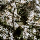 Messelita<br />Mina Messel, Messel, Darmstadt-Dieburg, Darmstadt, Hesse/Hessen, Alemania<br />Encuadre de la Fotografía 10 mm.<br /> (Autor: Rafael Galiana)