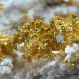 Oro<br />Filón Speranza 2, nivel 7, Monte Ciamousira, Brusson, Val d'Ayas, Valle de Aosta (Val d'Aosta), Italia<br />Encuadre de la fotografía 6 mm.<br /> (Autor: Rafael Galiana)