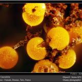 Cacoxenite<br />Fumade, Castelnau-de-Brassac, Tarn, Occitanie, France<br />fov 1.4 mm<br /> (Author: ploum)