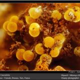 Cacoxenite<br />Fumade, Castelnau-de-Brassac, Tarn, Occitanie, France<br />fov 2.8 mm<br /> (Author: ploum)