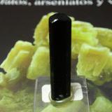 Chorlo<br />Brasil<br />8x30 mm<br /> (Autor: Ignacio)