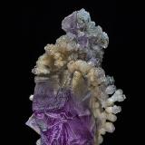 Close up of top of specimen. (Author: am mizunaka)